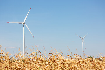 Wind turbines with golden corn field in foreground and beautiful clear blue sky in the background