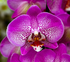 Close up of a beauty colorful orchid flower. Germany