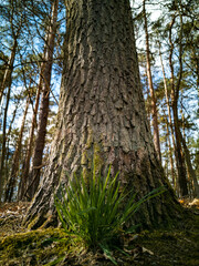 Obraz premium trunk of a tree