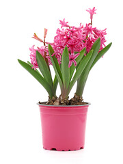 Naklejka na ściany i meble spring flower hyacinth, Hyacintus orientalis, in pink pot isolated on white background