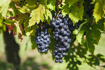 Large bunches of red wine grapes hang from an old vine in warm afternoon light. Vineyard in the Marche region, Italy. Autumn harvest