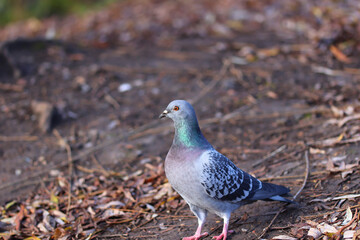 Pigeon strutting around in spring