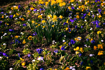 Narzissen und Veilchen im Blumenbeet