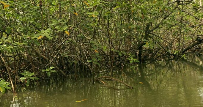 Mangrove wood in the coastal pacific water