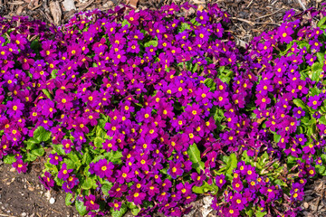 Obraz premium Primrose 'Wanda' (primula x pruhonicensis) a spring flowering plant with a red to purple springtime flower between February and May, stock photo image