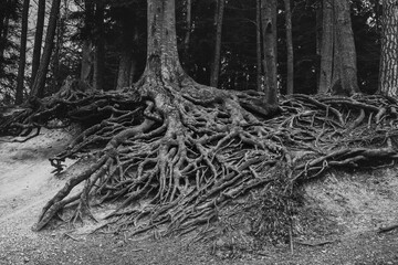 Obrazy na Plexi  Grosse Wurzeln eines Baumes 
