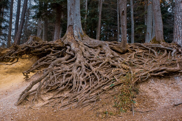 Grosse Wurzeln eines Baumes 