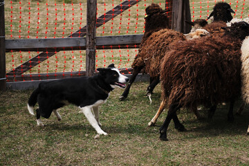 The smartest breed in the world. Black and white smooth haired border collie learns to herd a flock of sheep in a pen. Sports standard for dogs on the presence of herding instinct.