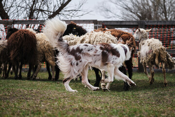 Naklejka na ściany i meble The smartest breed in the world. Red Merle fluffy border collie learns to herd a flock of sheep in a pen. Sports standard for dogs on the presence of herding instinct.