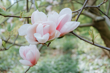 Magnolia tree with pink flowers in springtime