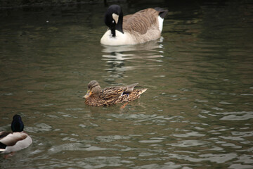 Mallards playing on the water in the river