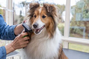 Trimming Shetland Sheepdog by professional brush closeup. Horizontally. 