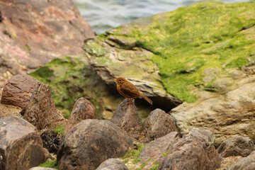 Robin hopping on the rocks by the sea