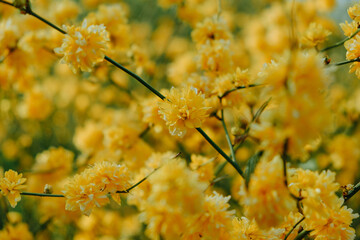 Kerria japonica flower. Spring japanesse flowers