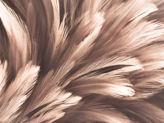 Obraz premium Beautiful abstract white and brown feathers on white background and soft yellow feather texture on white pattern and yellow background, feather background, gold feathers banners, brown texture