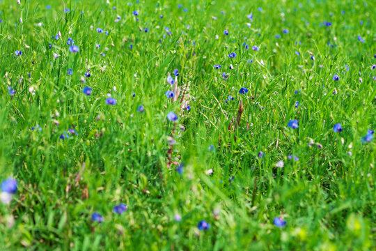 Lathyrus field farming agriculture, Green Lathyrus plants, Pink and Blue Lathyrus flower
