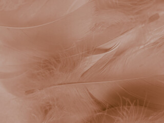 Beautiful abstract white and brown feathers on white background and soft yellow feather texture on white pattern and yellow background, feather background, gold feathers banners, brown texture