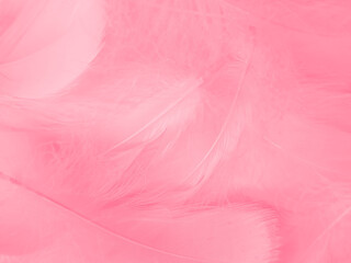 Beautiful abstract light pink feathers on white background,  white feather frame on pink texture...