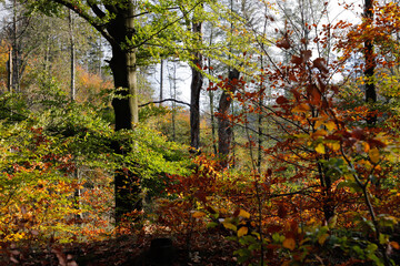 Forest in red and green colors