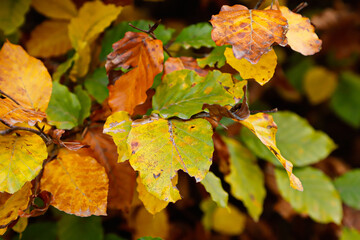 Autumn colors leaves 