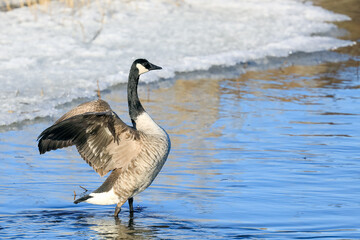 Canada Goose