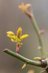 A new leaf sprouts on a rose bush in the spring.