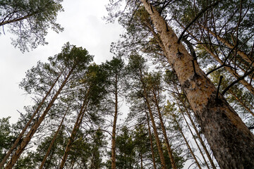 Obraz premium pine forest on a Sunny evening beautiful view in a coniferous forest,