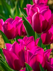 Tulips