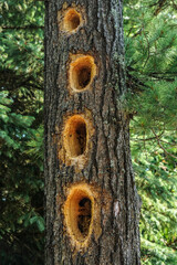 tree trunk with holes