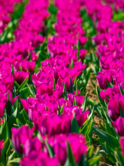 Tulips