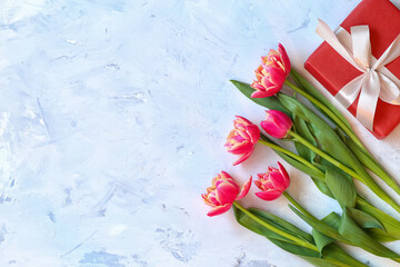Fresh pink tulips with presents, place for text
