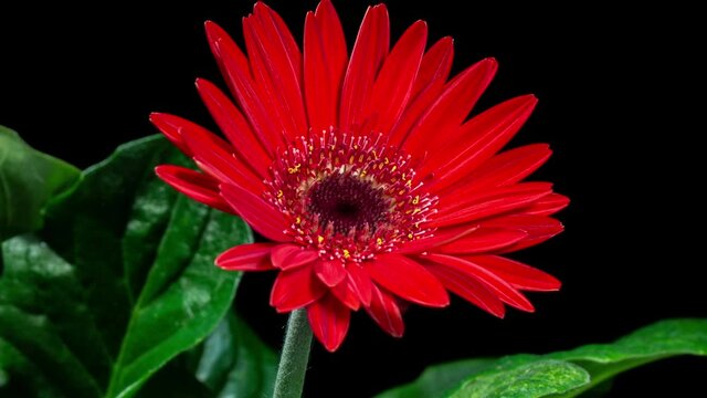 Red Gerbera Open Flower in Time Lapse on a Black Background. Red Daisy Growing and Blooming in Timelapse