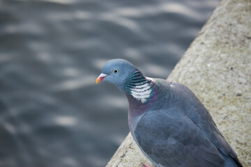 Pigeon escaped into the wild