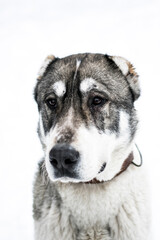 Obraz premium Portrait of a male asian shepherd dog in snow