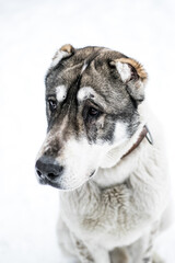Portrait of a male asian shepherd dog in snow