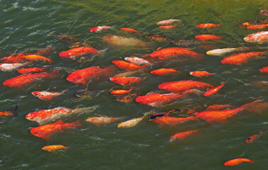 Colorful carp koi fish swimming in a pond