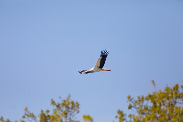 Cigueña blanca (cicconia cicconia) volando