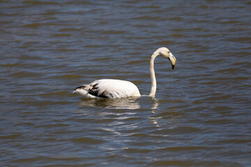 flamenco común (Phoenicopterus roseus)​ en una reserva natural