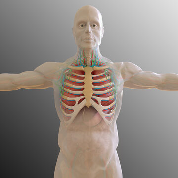 Human Anatomy internal organs For medical concept 3D