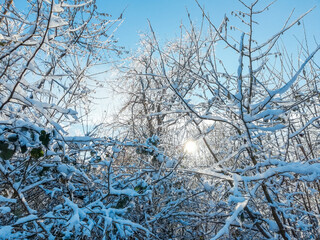 Closeup of snow covered bush. Winter theme. Ice covered twigs during hard winter in Germany