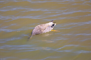 Fototapeta premium Ánade friso macho (Mereca strepera) buceando