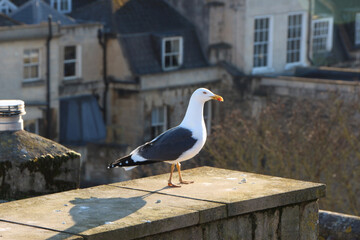 Gull hunting for chips in the wild 