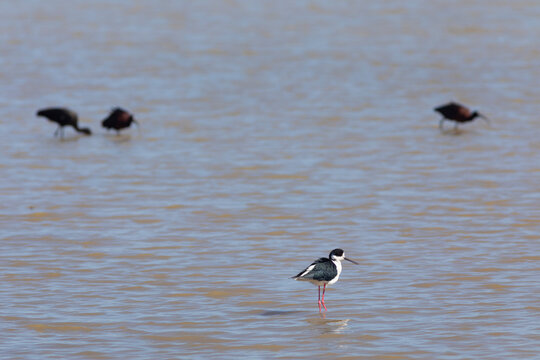 Cig&uuml;e&ntilde;uela com&uacute;n​ (Himantopus himantopus) y moritos comunes (Plegadis falcinellus).