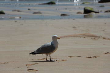 Gull hunting for chips in the wild 