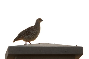 Grey francolin on the top of a wall, Bahrain