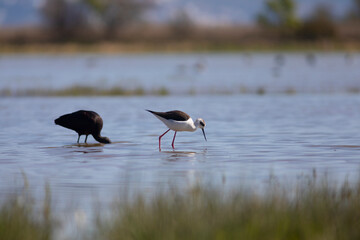 Morito común (Plegadis falcinellus)