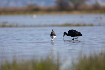 Morito común (Plegadis falcinellus)