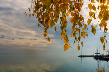 November landscape of Balaton at Balatonkenese and birch leaves