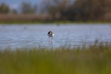 Cigüeñuela común​ (Himantopus himantopus) 
