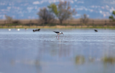 Cigüeñuela común​ (Himantopus himantopus) 